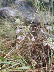 Allium paniculatum