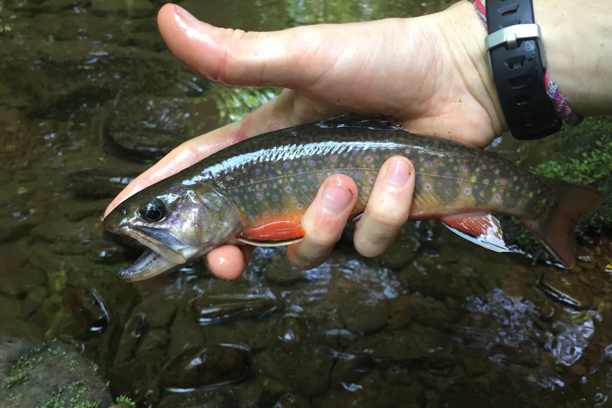 Speckled Trout (Salvelinus fontinalis) – Mi'kmaw Conservation Group