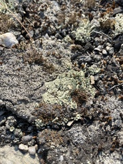 Cladonia deformis