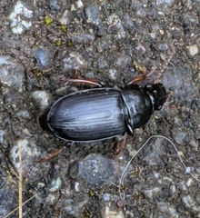 Harpalus cautus
