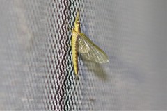 Pentagenia vittigera