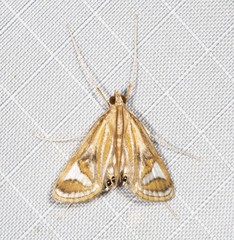 Strepsinoma foveata