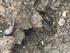 Superstitionia donensis