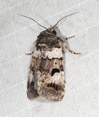 Thoracolopha flexirena