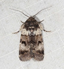 Thoracolopha flexirena