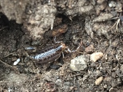 Superstitionia donensis