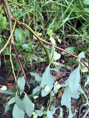 Euura arcticornis