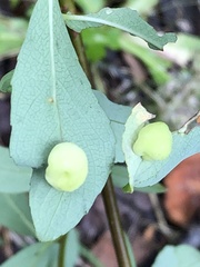 Euura arcticornis