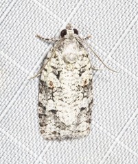 Acropolitis canana