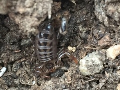 Superstitionia donensis