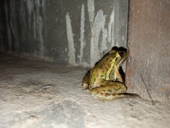 Hoplobatrachus tigerinus