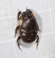 Onthophagini
