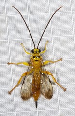 Xanthopimpla