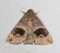 Bastilla solomonensis