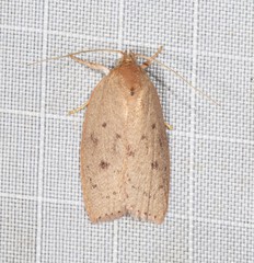 Prionocris protoxantha