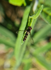 Pseudoscaeva meridionalis