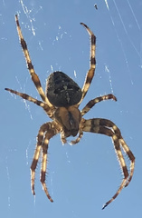 Araneus diadematus