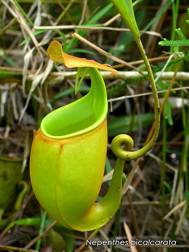 Nepenthes bicalcarata