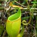 Nepenthes bicalcarata - Photo (c) junis_sp_photography, μερικά δικαιώματα διατηρούνται (CC BY-NC-ND)