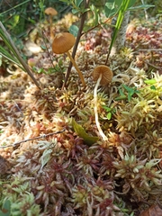 Galerina tibiicystis
