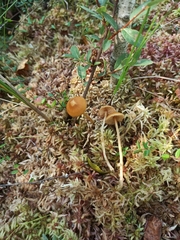 Galerina tibiicystis