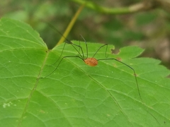 Leiobunum politum