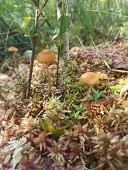 Galerina tibiicystis