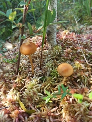 Galerina tibiicystis