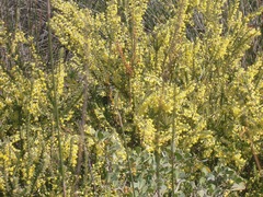 Struthiola argentea