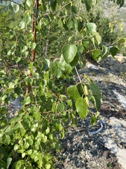 Betula platyphylla