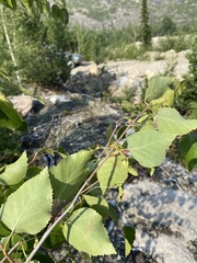 Betula platyphylla