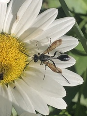 Isodontia