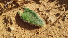 Lachenalia comptonii