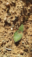 Lachenalia comptonii