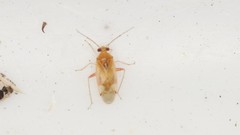 Pinalitus cervinus