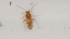 Pinalitus cervinus