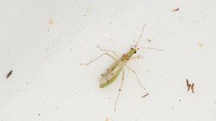 Dicyphus epilobii