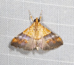 Tetracona amathealis