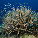 Table, Elkhorn, and Staghorn Corals - Photo (c) albert kok, some rights reserved (CC BY-NC-SA)