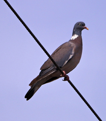 Columba palumbus