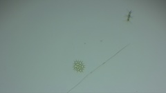 Hydrodictyaceae