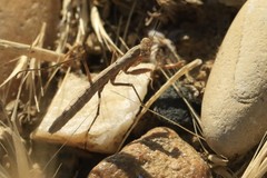 Geomantis larvoides