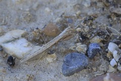 Geomantis larvoides