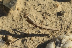 Geomantis larvoides