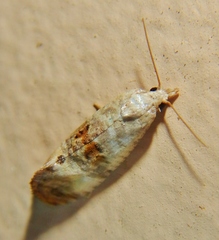 Cochylichroa arthuri
