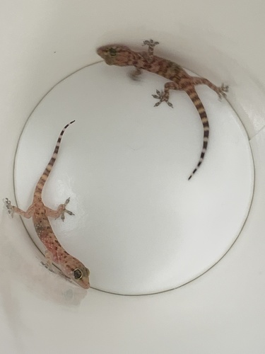 photo of Mediterranean House Gecko (Hemidactylus turcicus)