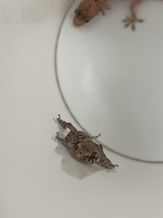 Hemidactylus turcicus