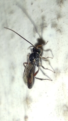 Ichneumonidae