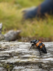 Nicrophorus hebes