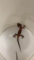 Hemidactylus turcicus